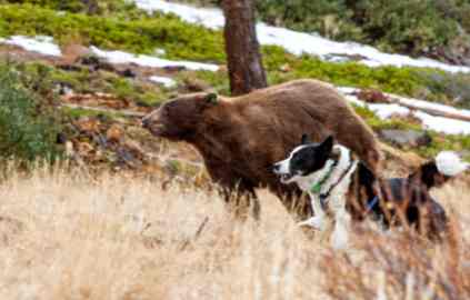 Bear activist sues Nev. officials over ‘terrorism’ remark