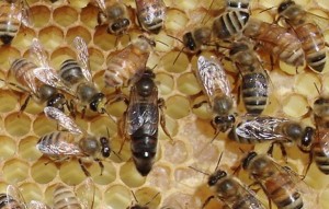 The California State Beekeepers Association is meeting in Stateline Nov. 19-21. Photo/John Miller