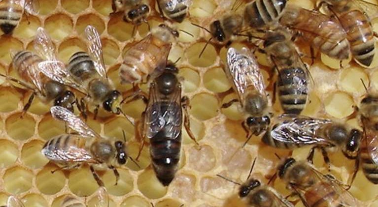 Beekeepers to discuss their future in Tahoe