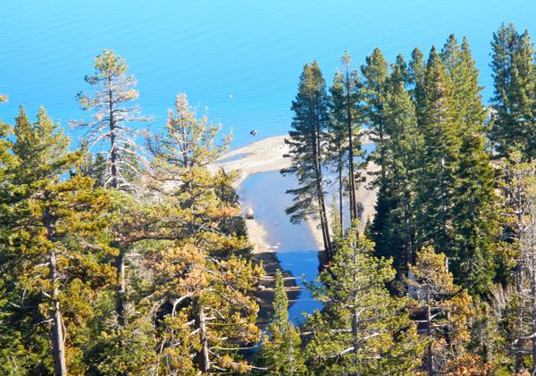 Pine tree-killing beetles thrive in drought