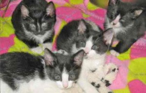 Adoptable kitties