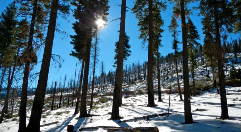 New partnership seeks to restore Sierra forests