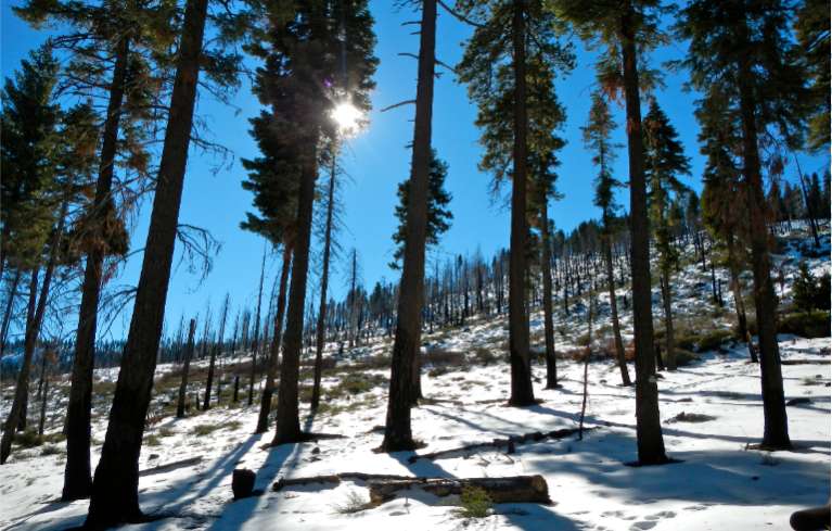 The Angora Fire forever changed the landscape of Gardner Mountain. Photos/Kathryn Reed