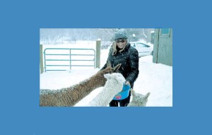 auren Anderson feeds grain to her three alpacas during a snowstorm. Soon she plans to open a store, selling hats and sweaters made with alpaca fiber. Katy Savage Photo