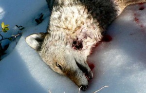 Who killed a coyote in Meyers and took the carcass a day later is a mystery. Photo/Provided