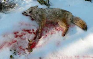 This coyote was killed Jan. 22 on the South Shore. Photo/Provided