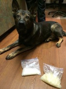 Quattro with the goods he found this week. Photo/Provided