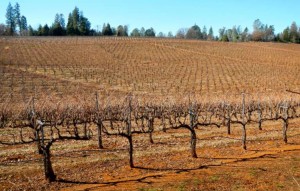 Vineyard manager in El Dorado County are worried because of lack of rain this winter. Photo/Kathryn Reed
