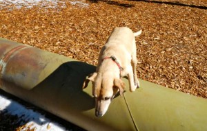 AJ shows will climb over the obstacle, but not run through the tube. Photos/Kathryn Reed