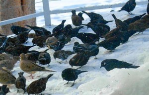 Here is the picture of blackbirds taken by Bob Dietz (co-founder of LTWC) off of his back deck, overlooking Mt. Tallac.  In addition to blackbirds, you will also see Mourning Doves.
