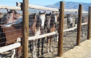 Scott Sonner, File/AP Photo FILE - In this June 5, 2013, file photo, horses stand behind a fence at the Bureau of Land Management's Palomino Valley holding facility in Palomino Valley, Nev. The head of the government's $70 million wild horse management program warned last summer it is headed for financial collapse unless ``drastic changes'' are made. Lingering drought, a record 49,000 mustangs in long- and short-term holding, and an on-range population that doubles every four years and is projected to exceed 60,000 in 2015, threaten the program's future. close window Read more here: http://www.sacbee.com/2014/02/22/6180608_a6180602/ap-newsbreak-internal-blm-memo.html#storylink=cpy