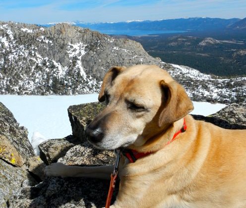 Caring for Fido when playing in the backcountry