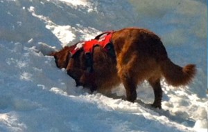Kopa furiously digs for the buried person at Sierra in a training exercise. Photo/Susan Wood