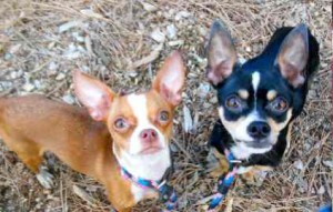 Rocky and Lola