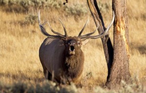 Elk with trophy antlers. The Nevada Department of Wildlife is looking at regulating the growing practice of collecting the trophies to protect the state’s deer and elk populations. (Tim Torell/Nevada Department of Wildlife)