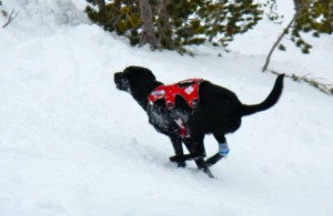 Truckee bounds up the slope at Heavenly. Photo/Kathryn Reed