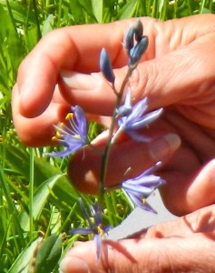Lisa Berry shows the various aspects of a flower.