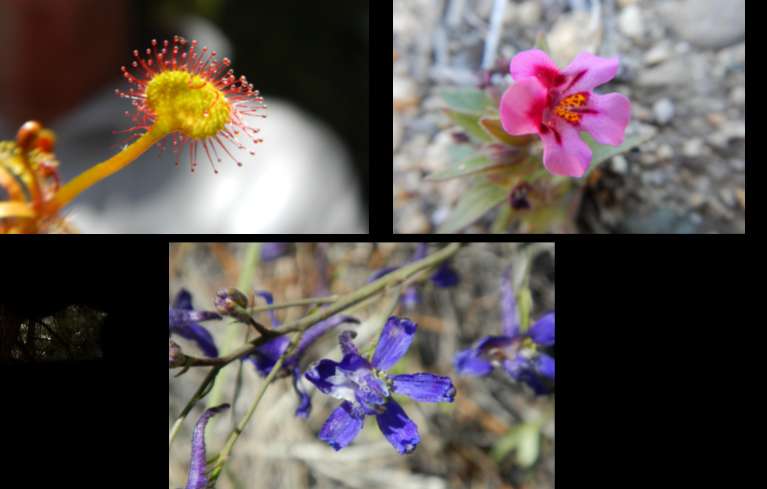 Wildflowers in Washoe Meadows State Park. Photos/Kathryn Reed