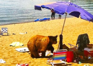 This beach bear was put down. Photo/NDOW