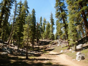 This section had few people on it on a Sunday in June.