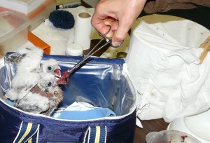 Two orphaned sparrow hawks are fed at Lake Tahoe Wildlife Care. Photo/LTWC