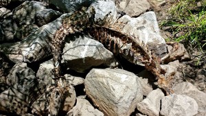 A deer carcass found July 14 in South Lake Tahoe. Photo/Toogee Sielsch