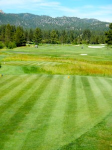 Native grasses surrounding the course are no longer watered. Photo/Kathryn Reed