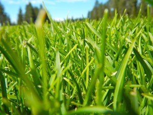 The drought is challenging the golf course's grounds crew.