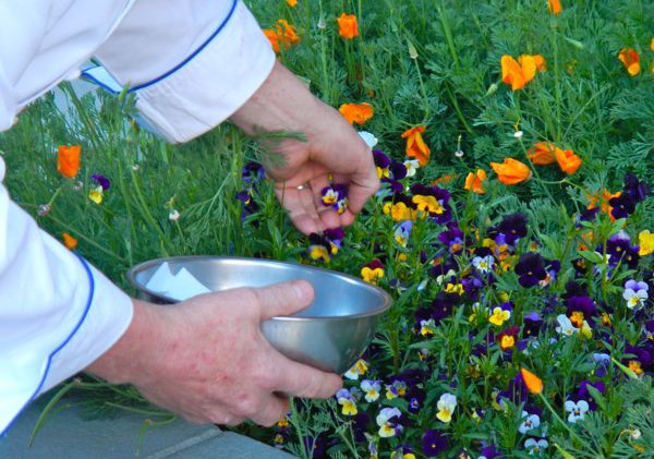 Edible garden tour in Truckee