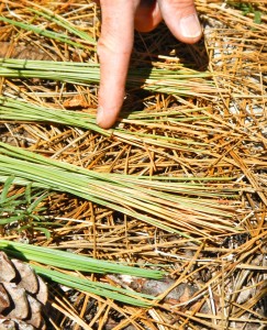 Forest pathologist Martin MacKenzie shows needles from 2011, 2012, 2013 and 2014. The moth has not landed on the 2014 needles -- yet. 