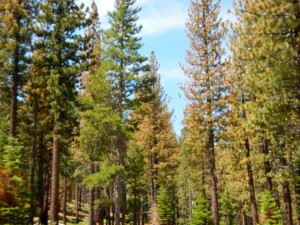 In some places the forest is more orange than green.