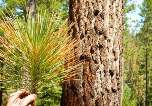 A moth is causing pine needles in Meyers to turn orange. Photos/Kathryn Reed