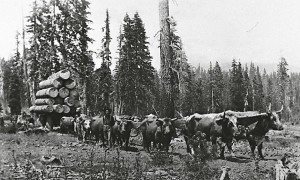 Oxen bring logs out of the forest in the 1800s. Historic photos/Lake Tahoe Historical Society