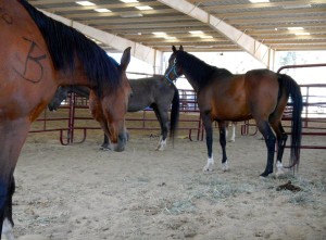 El Dorado County Fairgrounds has plenty of room to take more horses from the Sand Fire. Photos/Kathryn Reed