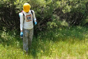 The USFS is trying to eliminate invasive weeds from the Lake Tahoe Basin. Photo/Courtney Rowe
