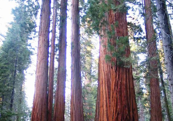 Ancient Sierra trees barely weathering drought