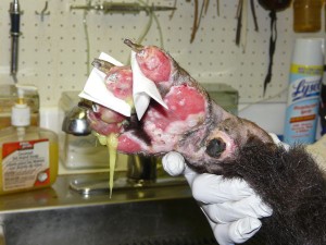 Cinder's paws were burned in a fire.