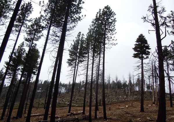 Drought could increase tree beetle problem
