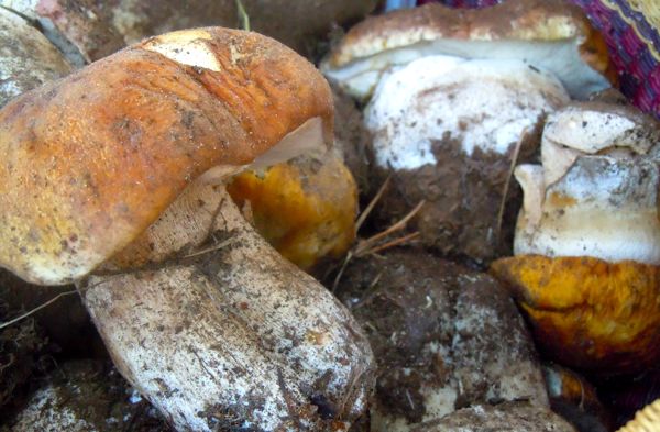 Mushroom forays in Lake Tahoe Basin