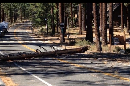 A tree fell Sept. 25 across Elks Point Road in Round Hill. Photo/Provided