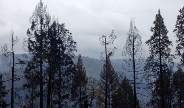 Endangered Species Act can’t save whitebark pines