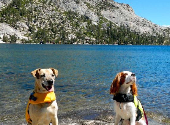 Plan ahead for fun in the outdoors with your dog
