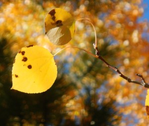 Spotted aspen leaves are the norm this year.