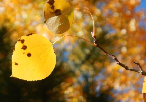 AAA study reveals Americans love fall travel
