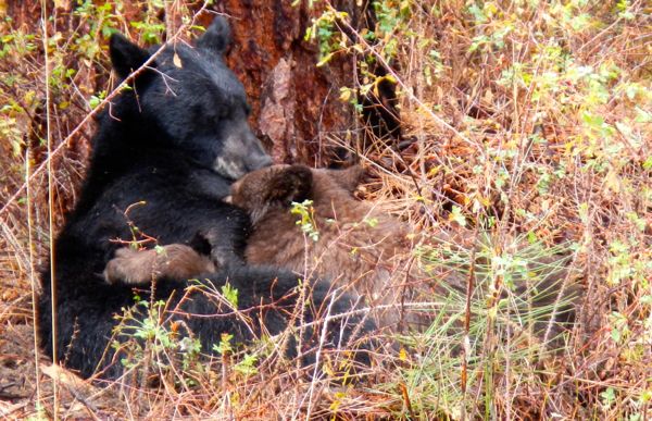 Bears and cubs are prolific on both sides of the state line. Photo/Kathryn Reed