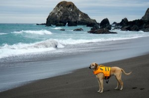 AJ isn't sure of what to make of the ocean waves.
