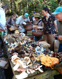 More than 70 kinds of mushrooms were discovered on the foray.