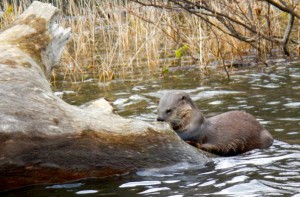 An otter along the Russian River.