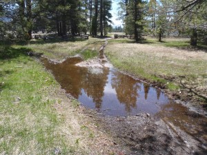 Before the work began the trail was impassable. Photo/State Parks