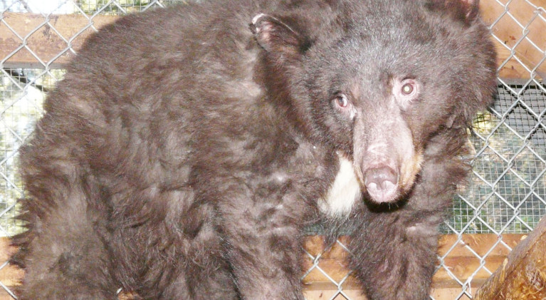 Cinder the burned bear cub leaving LTWC